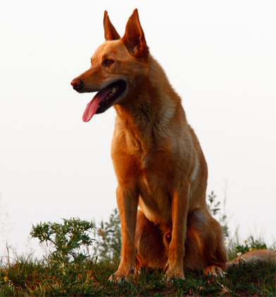 kelpie-male.jpg