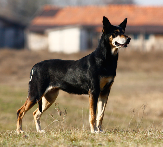 kelpie008.jpg