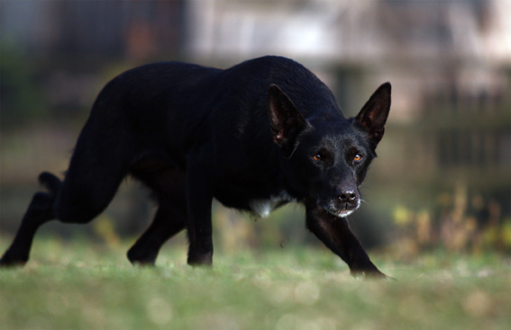 kelpie013.jpg