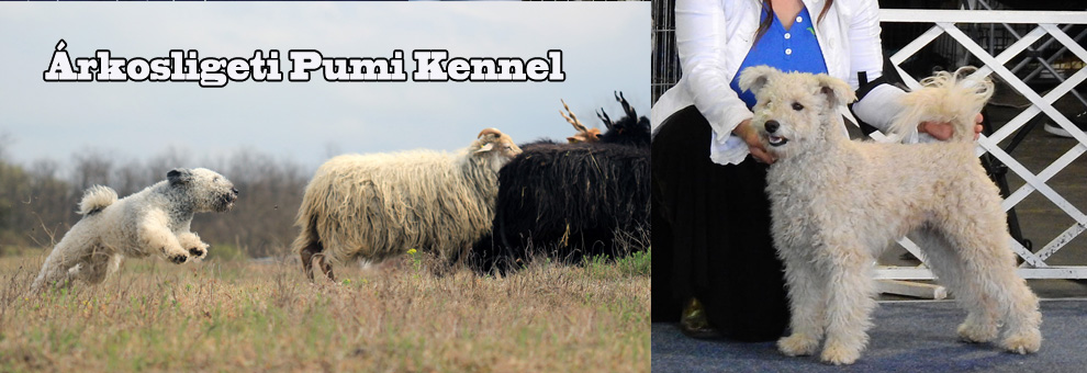 Árkosligeti Pumi Kennel